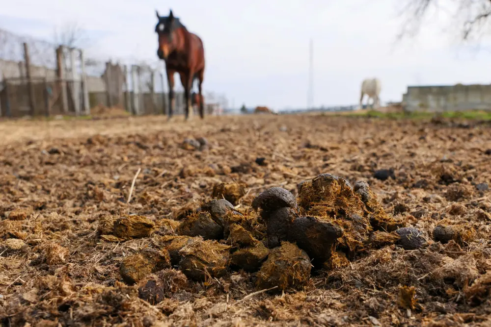 Crottins de cheval frais au pré avant compostage pour le potager familial