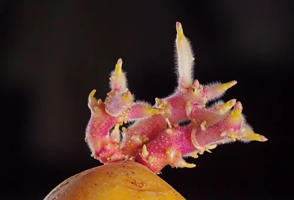 Germes de pomme de terre roses et violets prêts pour la plantation au potager en février