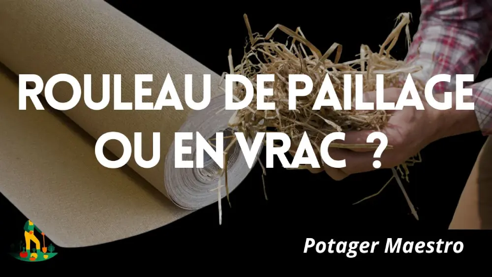 Comparatif rouleau de paillage et paillage en vrac pour potager - guide Potager Maestro