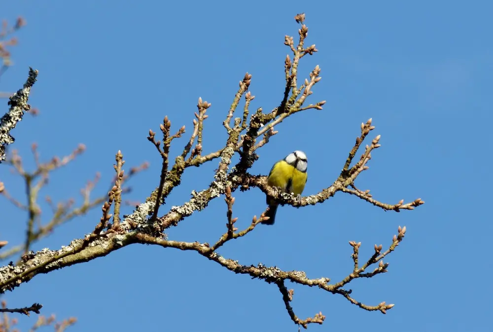 Mésange bleue sur branche aux bourgeons gonflés, alliée du jardinier en févrie