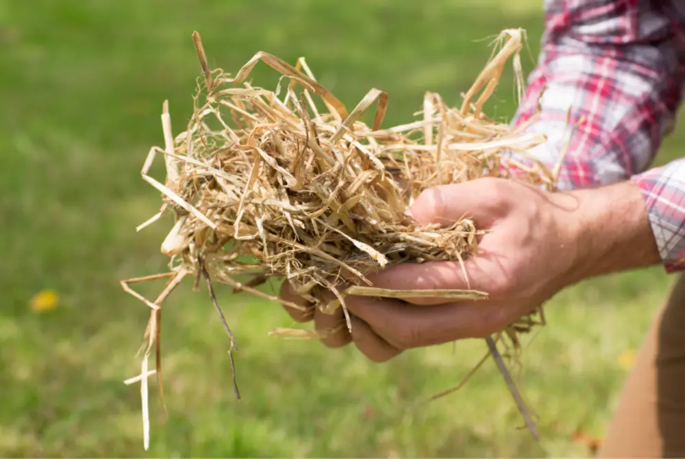 Poignée de paille tenue dans les mains pour paillage naturel au potager