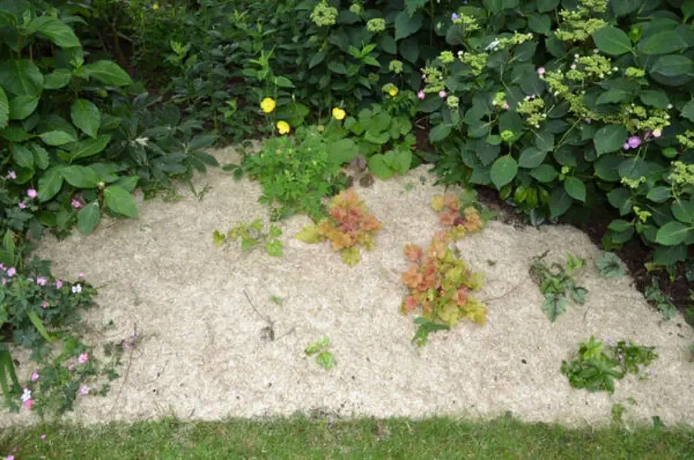 Paillis de lin étalé dans un massif de vivaces pour limiter les adventices