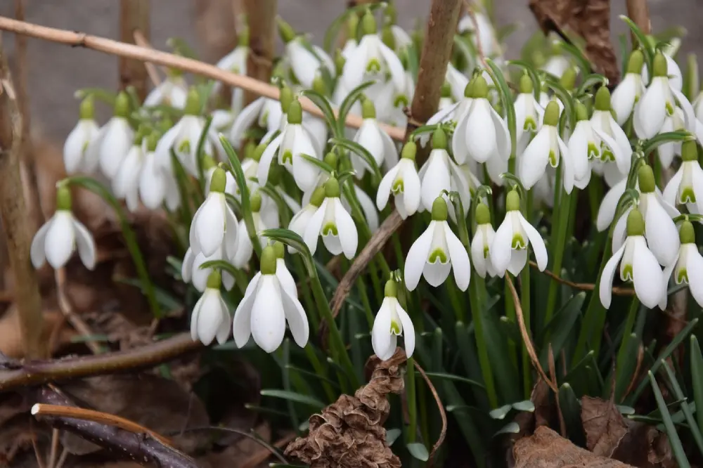 Perce-neige en fleurs au jardin en février, premiers signes du printemps au potager