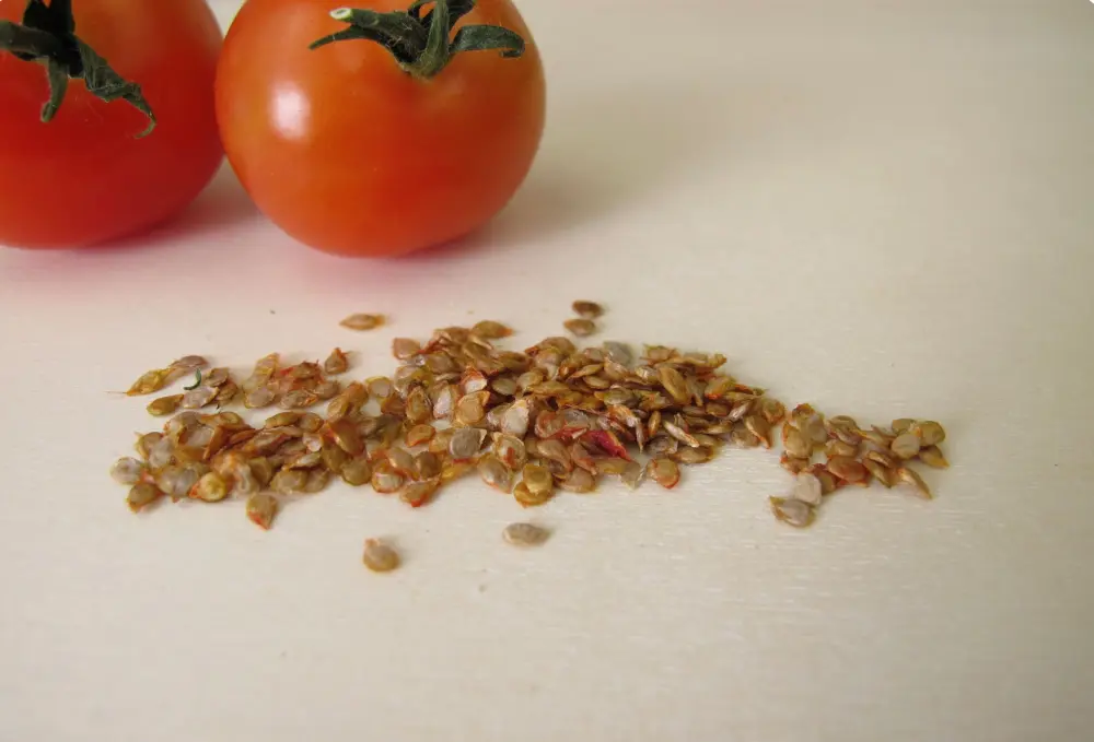 Graines de tomates séchées étalées devant deux tomates rouges mûres prêtes pour le semis au potager