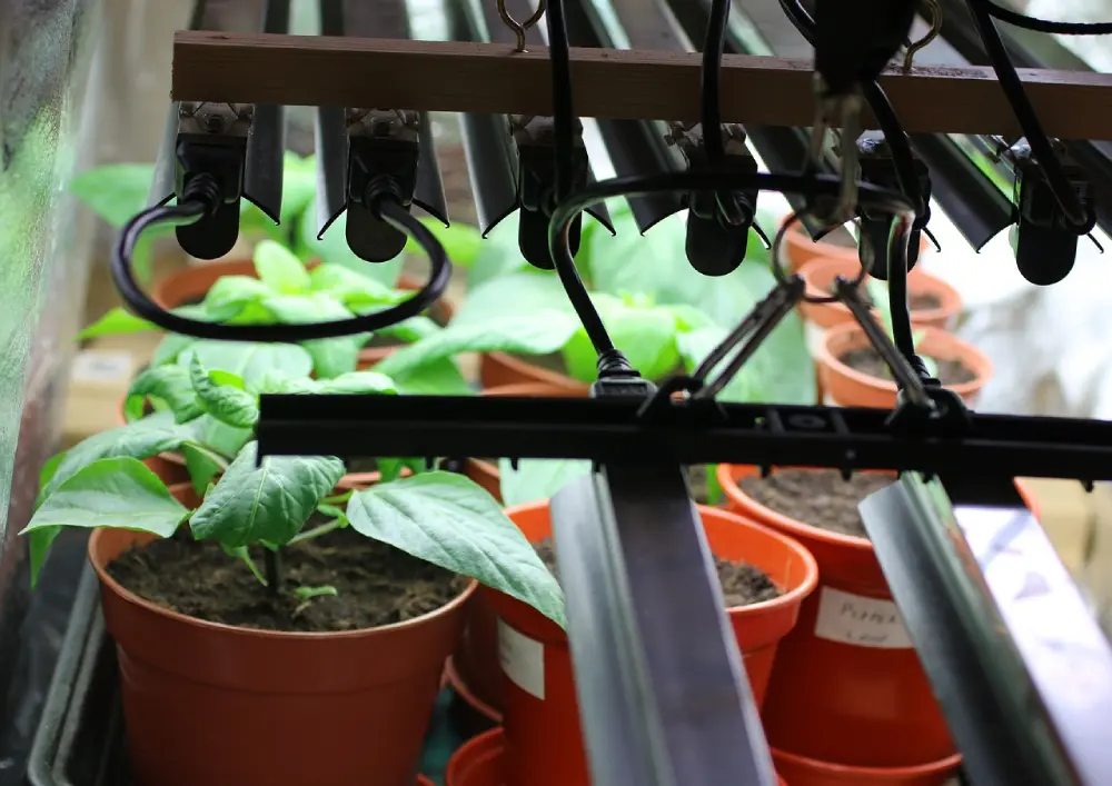 Plants d'aubergine en godets sous lampes horticoles pour apport de lumière artificielle aux semis