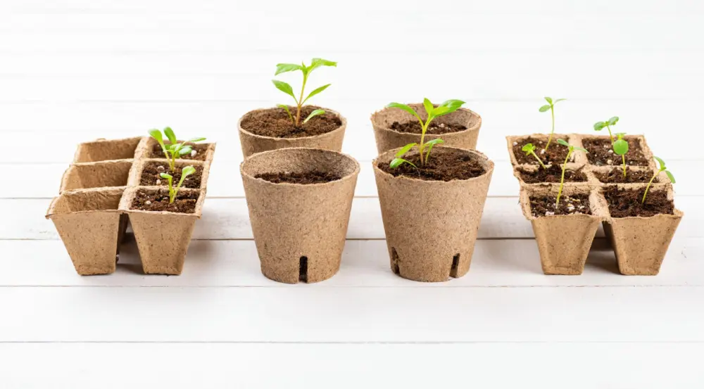 Jeunes plants de tomates en godets biodégradables alignés sur fond blanc après repiquage