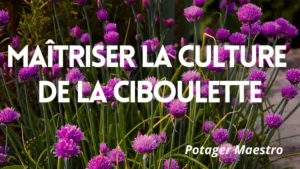 Guide complet pour maîtriser la culture de la ciboulette au potager et en pot