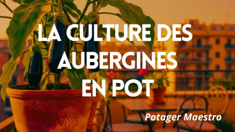 Guide de culture des aubergines en pot