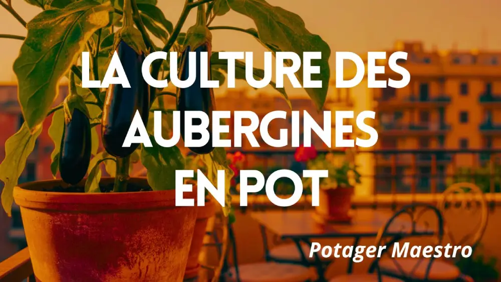 Cultiver l&rsquo;aubergine en pot : du semis à la récolte