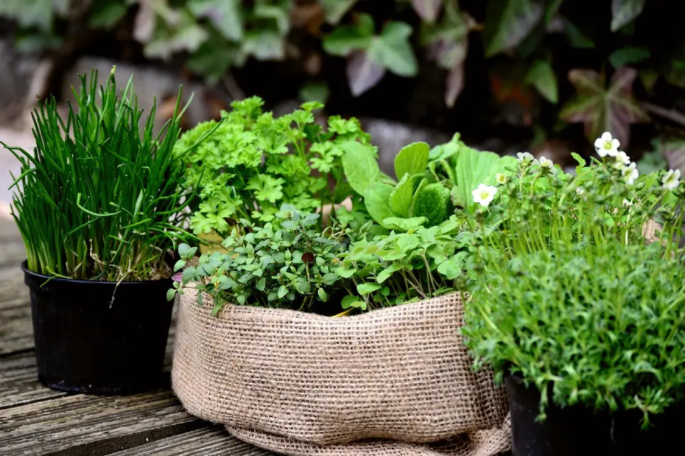 Plantes aromatiques en pot : ciboulette, persil, thym et menthe à cultiver au potager ou en balcon