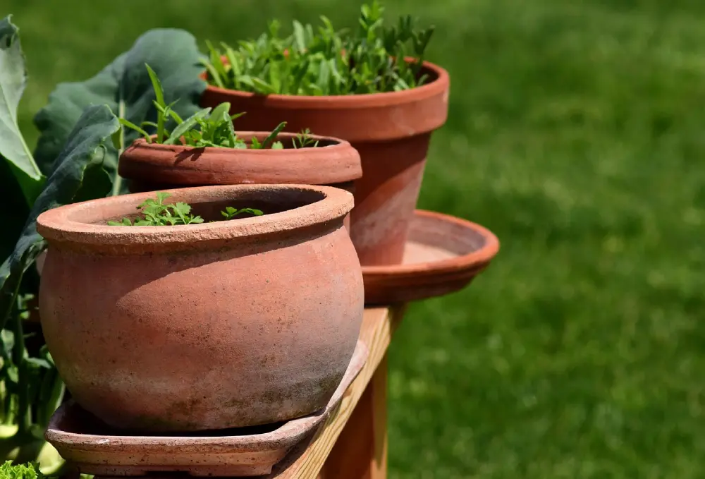 Plantes aromatiques cultivées en pots de terre cuite alignés sur une étagère en bois au jardin