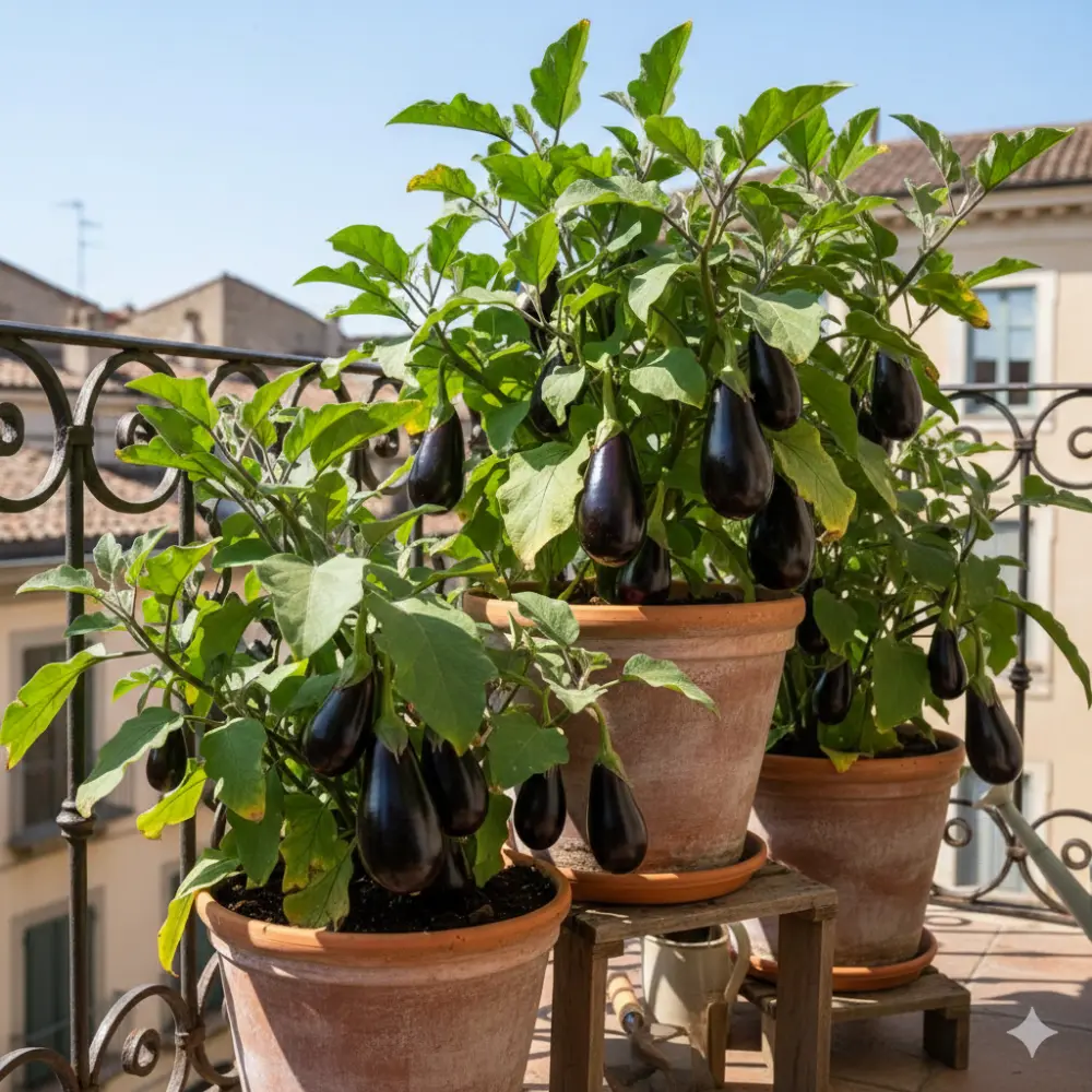 Plusieurs pots d'aubergines noires brillantes sur un balcon de ville, culture urbaine.