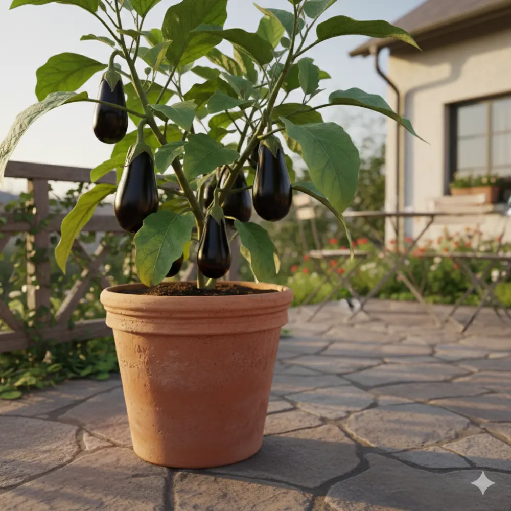 Culture d'aubergines bio en pot sur une terrasse en pierre, jardinage en contenant.