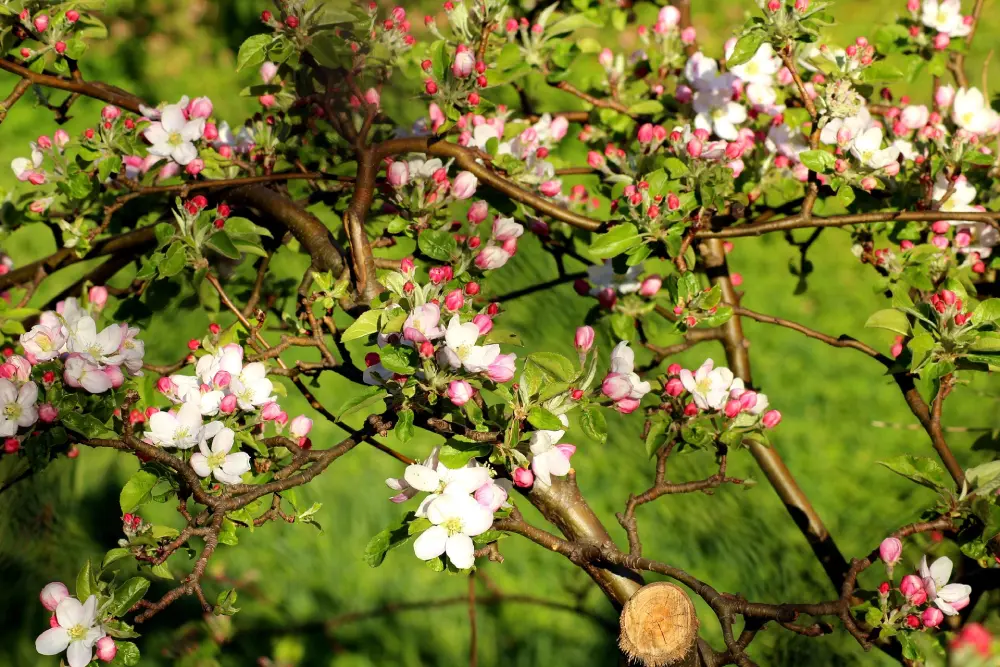 Pommier en fleurs au mois d'avril dans un jardin potager printanier