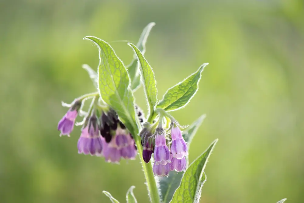 Fleurs violettes de consoude au jardin - plante riche en potassium pour fertilisation naturelle