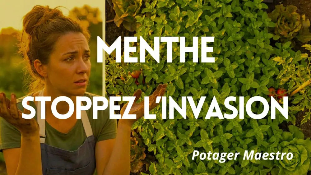Menthe envahissante : pourquoi ça arrive et comment l&rsquo;en empêcher