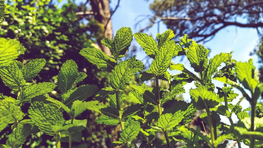 Tiges de menthe vigoureuses s'élevant vers le ciel, illustration de la vigueur naturelle de la plante