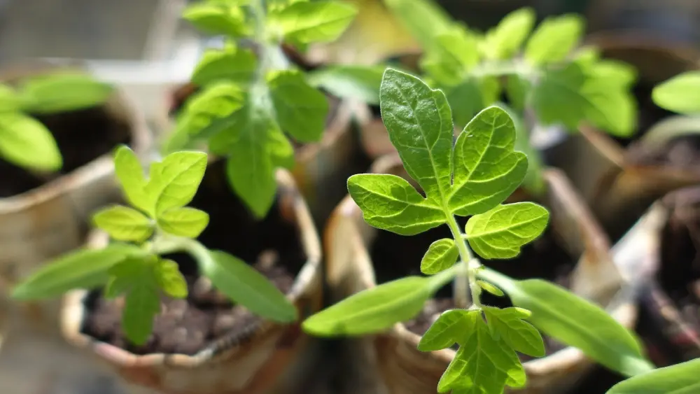 Jeunes plants de tomates en godets recyclables au stade des premières feuilles vraies