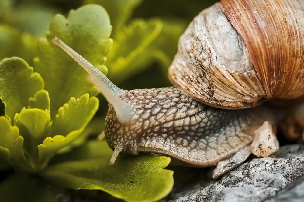 Escargot gris en gros plan sur une plante verte au potager au printemps