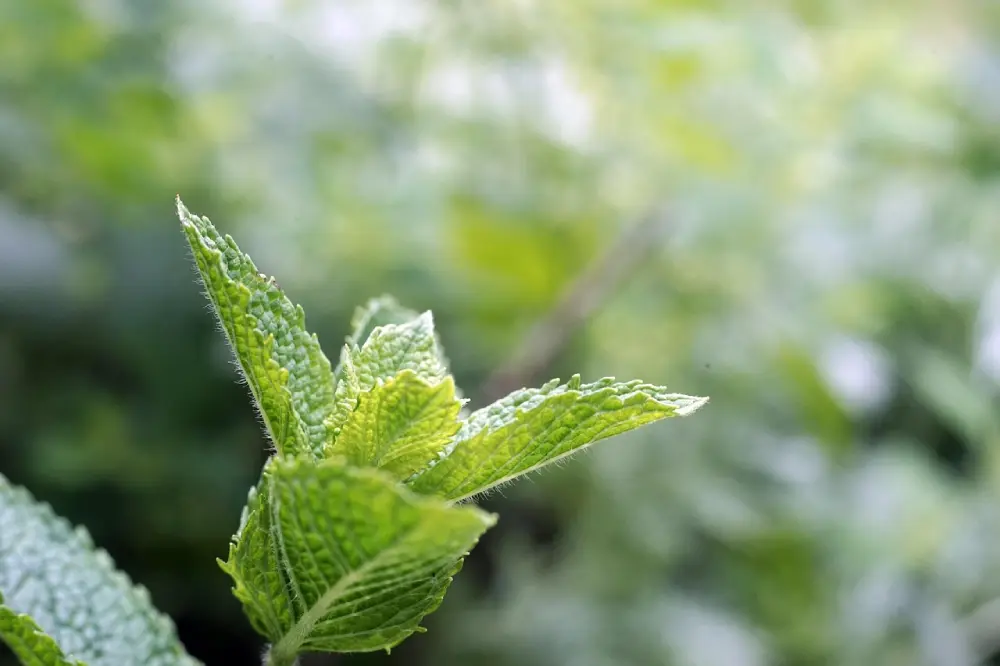 Jeunes pousses de menthe en gros plan avec feuilles naissantes gaufrées, détail botanique