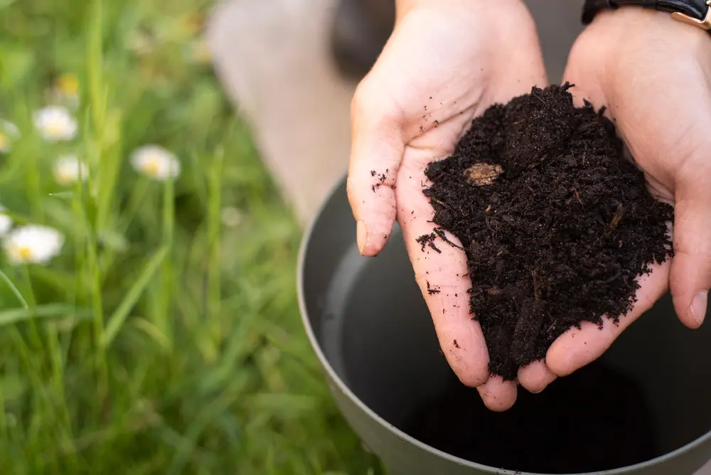 Mains tenant une poignée de terreau riche et friable prêt pour les semis du potager