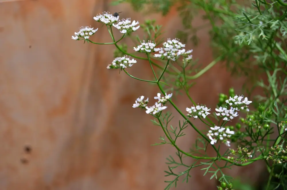 Ombelles blanches de coriandre en fleur au potager, signe de montée en graine de la plante
