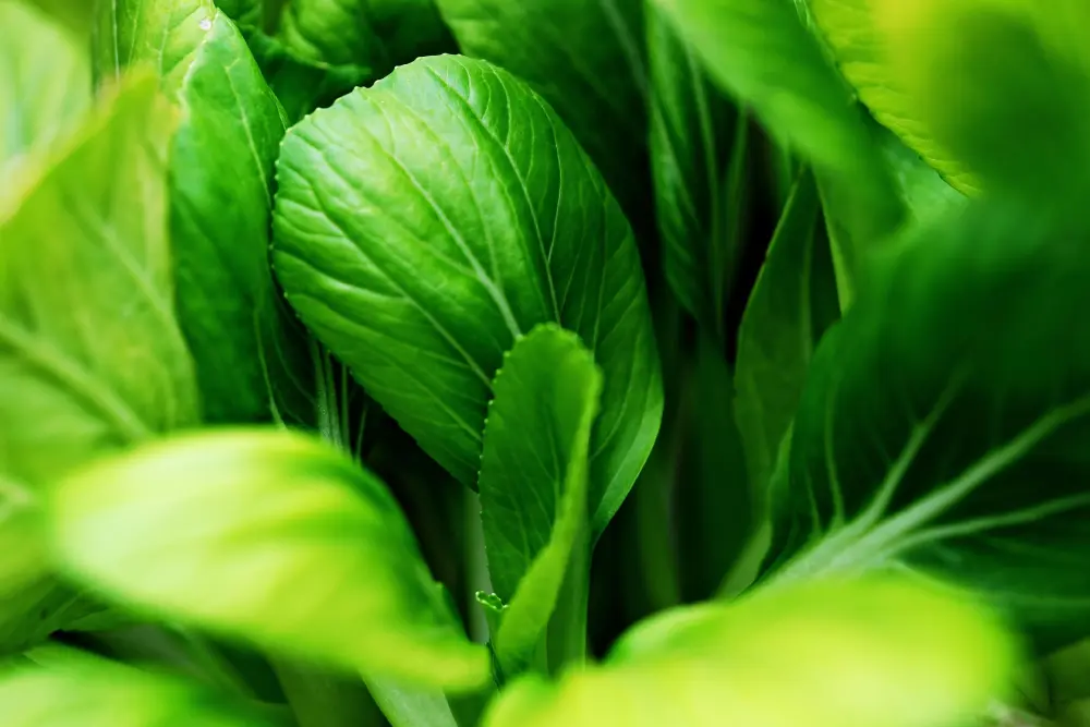 Feuilles de pak choi en gros plan, vert intense et nervures blanches bien visibles