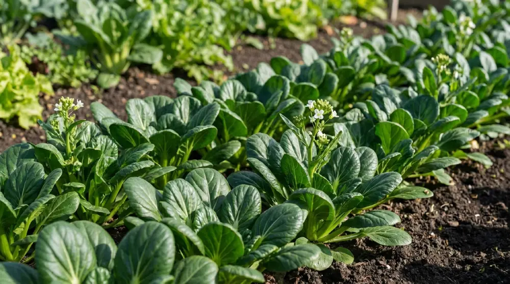 Rang de tatsoi en pleine terre avec fleurs blanches, semis d'avril au potager