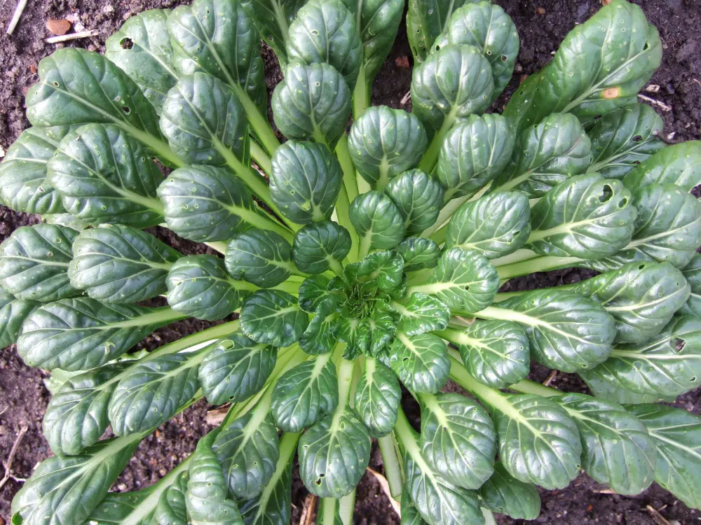 Rosette de tatsoi vue de dessus au potager, feuilles rondes vert foncé brillantes