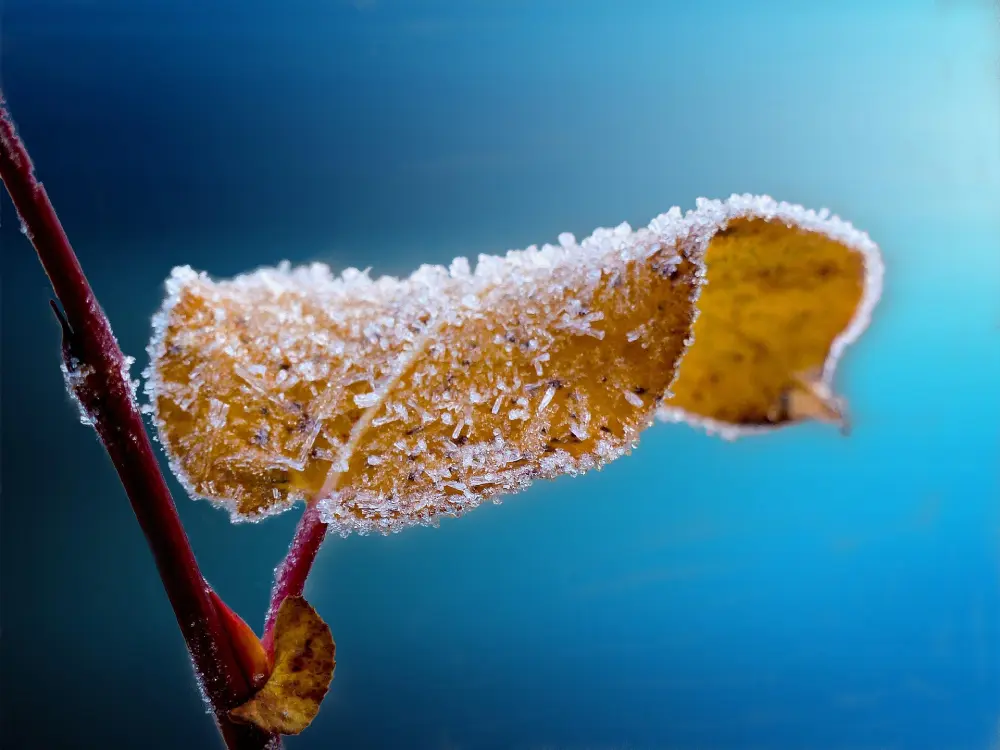 Feuille couverte de cristaux de givre sur branche illustrant les gelées printanières tardives au jardin