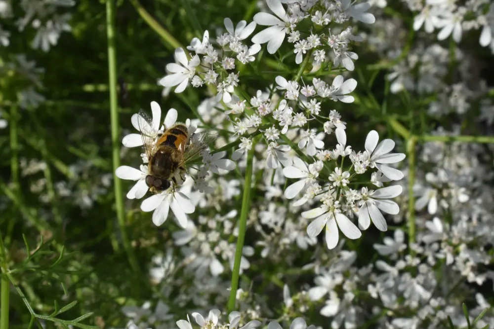 Syrphe butinant une fleur de coriandre blanche, rôle de la plante pour les insectes pollinisateurs