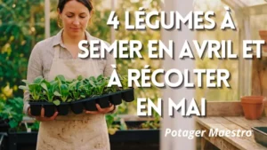 Jardinière tenant des plateaux de semis de légumes asiatiques en serre au printemps