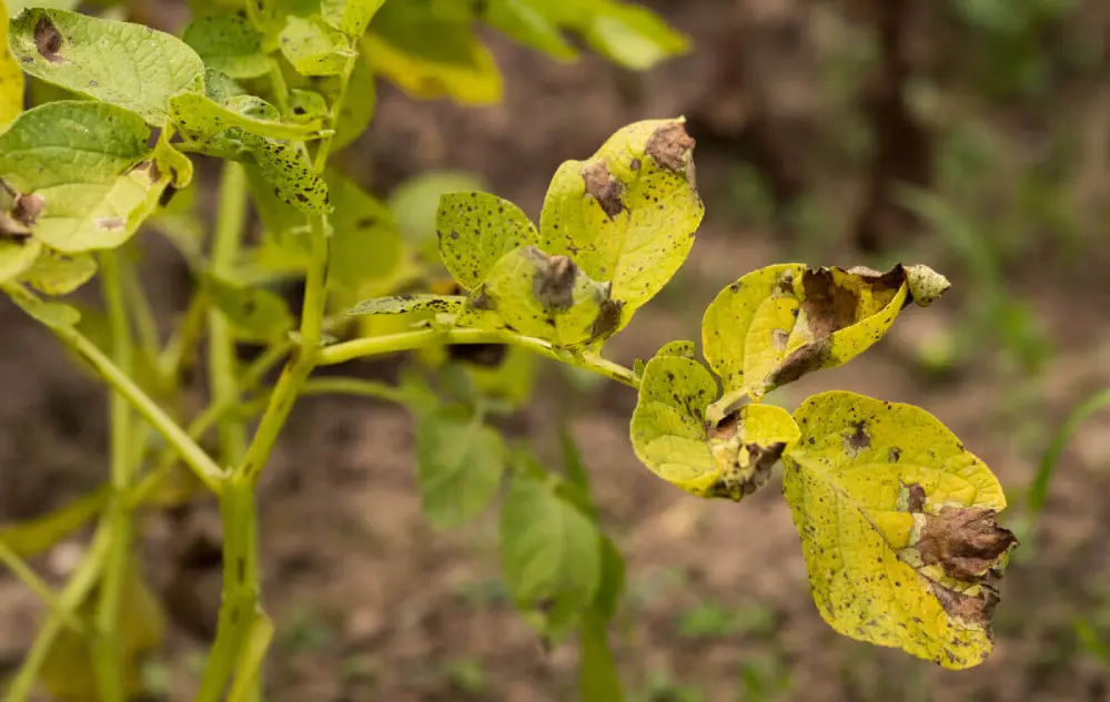 Feuilles de tomate atteintes d'alternariose avec taches brunes en cible et halo jaune sur le limbe