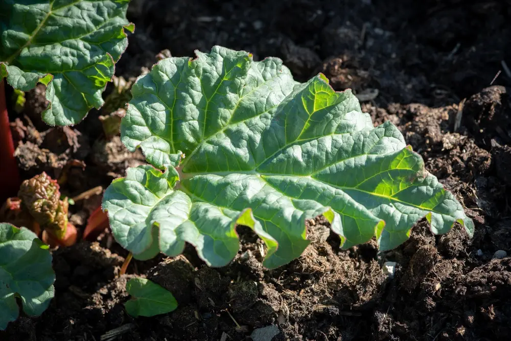 Feuille de rhubarbe au potager en juin sur sol paillé, jeune pousse en début de croissance