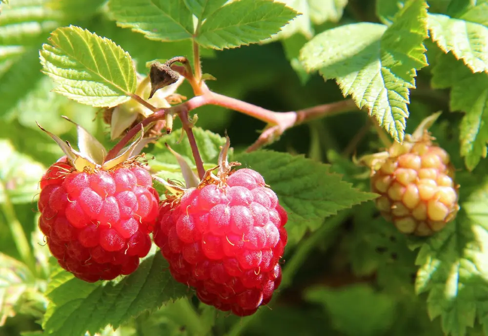 Framboises mûres sur framboisier au potager en juin, récolte de fruits rouges d'été