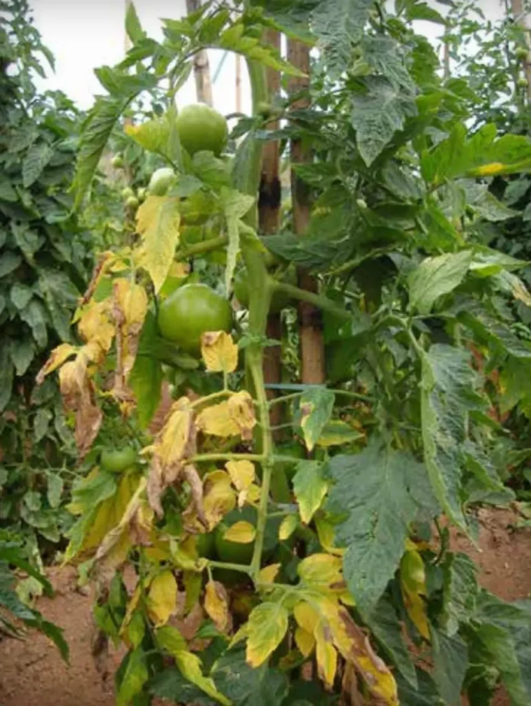 Plant de tomate atteint de fusariose avec flétrissement et jaunissement asymétrique du feuillage