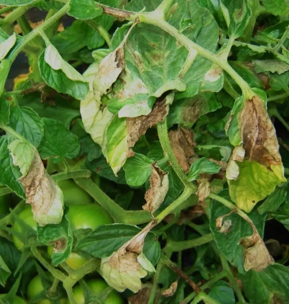 Feuilles de tomate atteintes de mildiou avec plages brunes nécrosées et dessèchement progressif