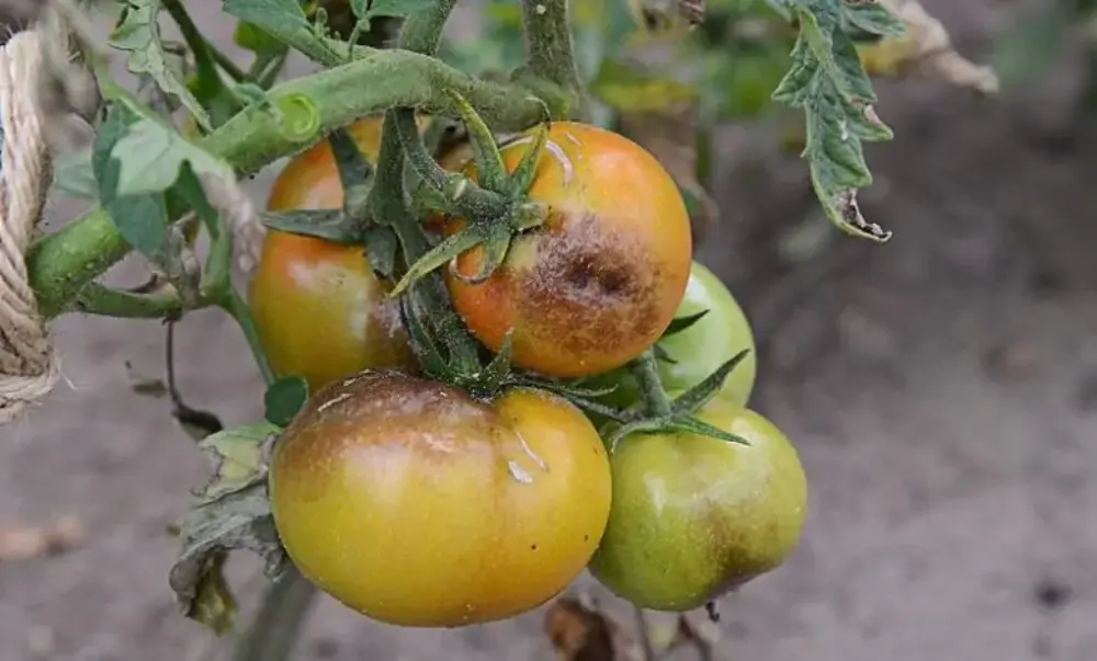 Fruits de tomate atteints de mildiou présentant des plages brunes et un brunissement étendu