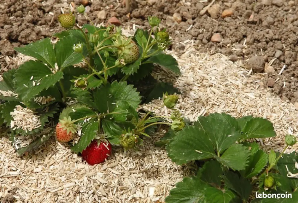 Pied de fraisier paillé au chanvre en couche fine de 3 à 5 cm au potager familial