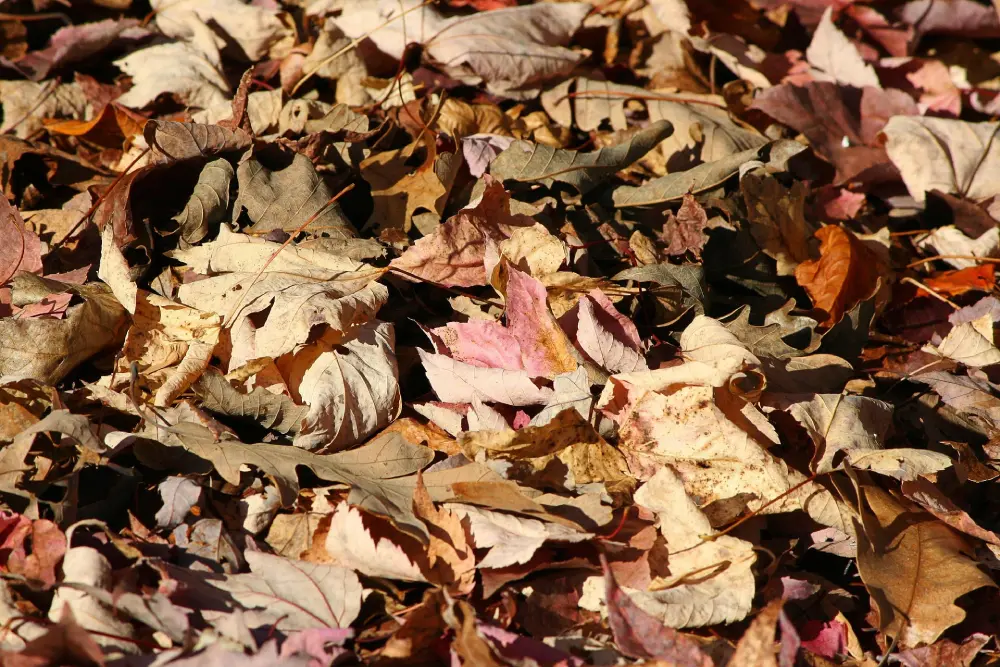 Paillis de feuilles mortes entières au potager, épaisseur 10 à 15 cm avant tassement automnal