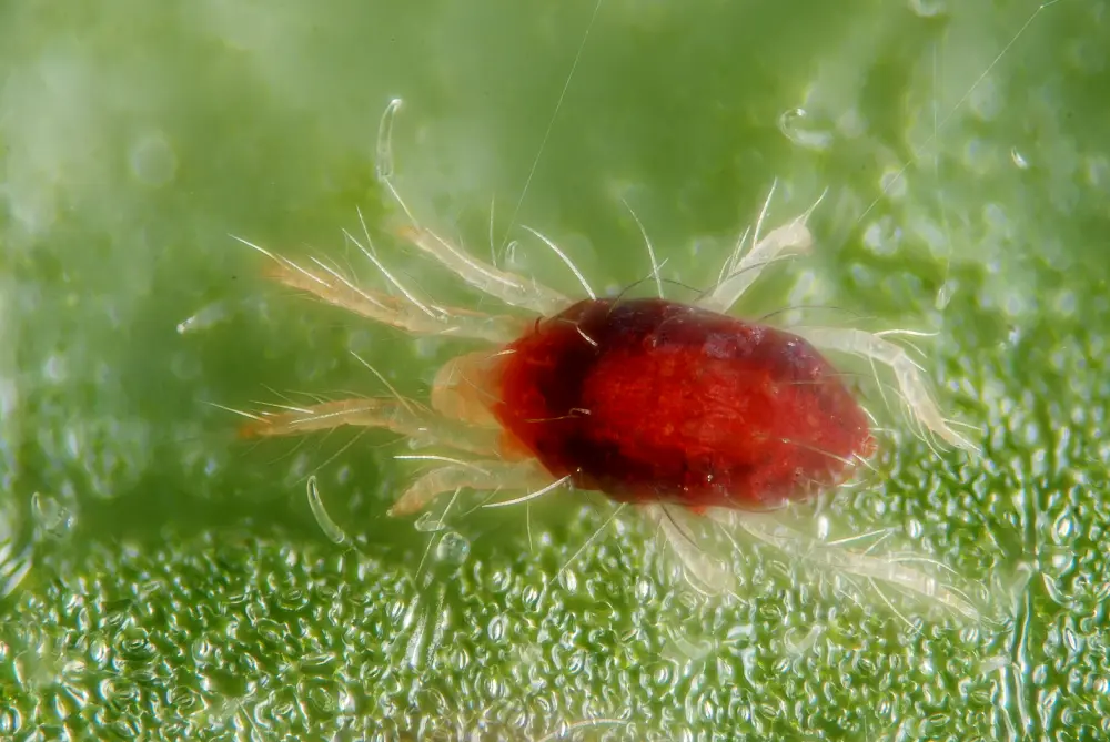 Tétranyque tisserand en vue macro sur feuille de tomate, acarien rouge ravageur du potager