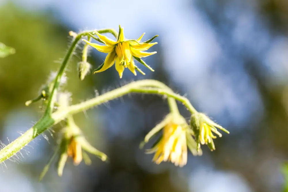 Fleurs jaunes de tomate en juin avant la formation des fruits au potager