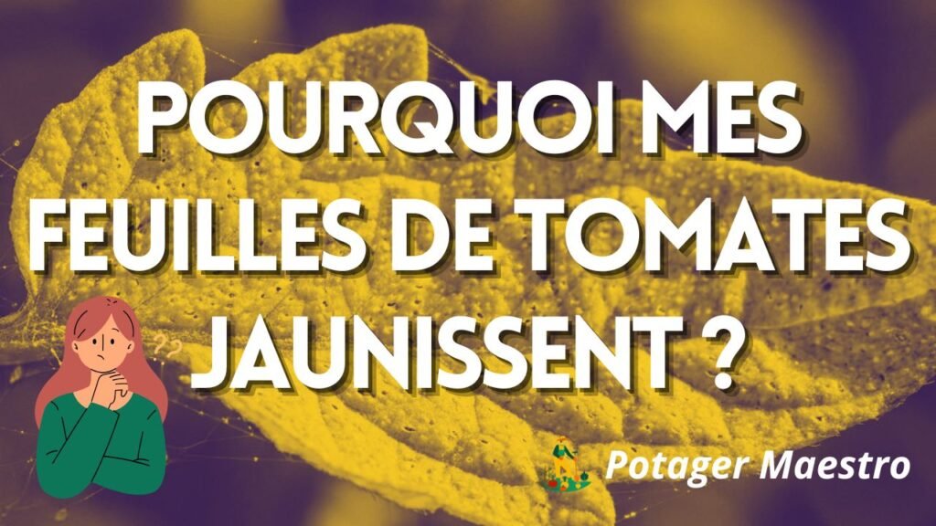 Pourquoi les feuilles de tomates jaunissent : comprendre et agir.