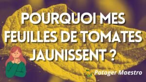Pourquoi les feuilles de tomates jaunissent au potager, vignette Potager Maestro sur la chlorose