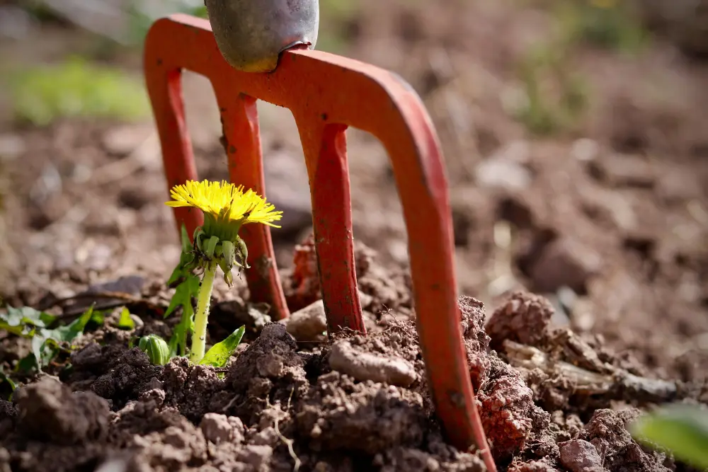 Désherbage au potager en juin avec une fourche binette face à un pissenlit en fleur