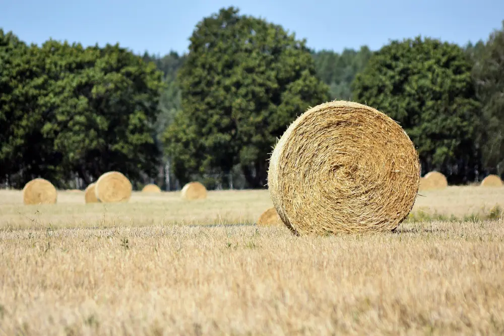 Ballot de paille rond en champ, paillage potager familial recommandé en couche de 7 à 10 cm