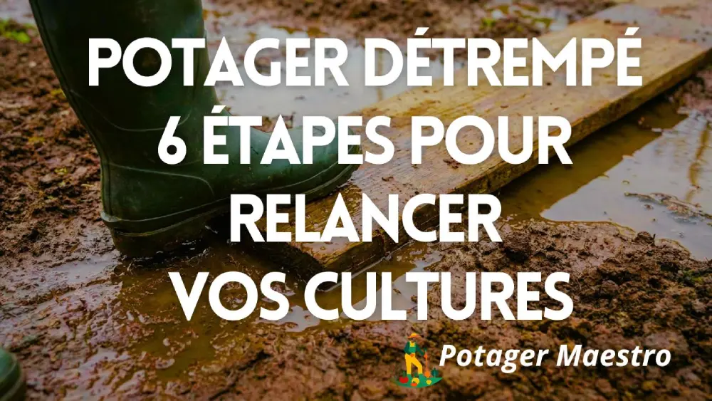 Potager inondé ou détrempé : 6 étapes pour relancer vos cultures