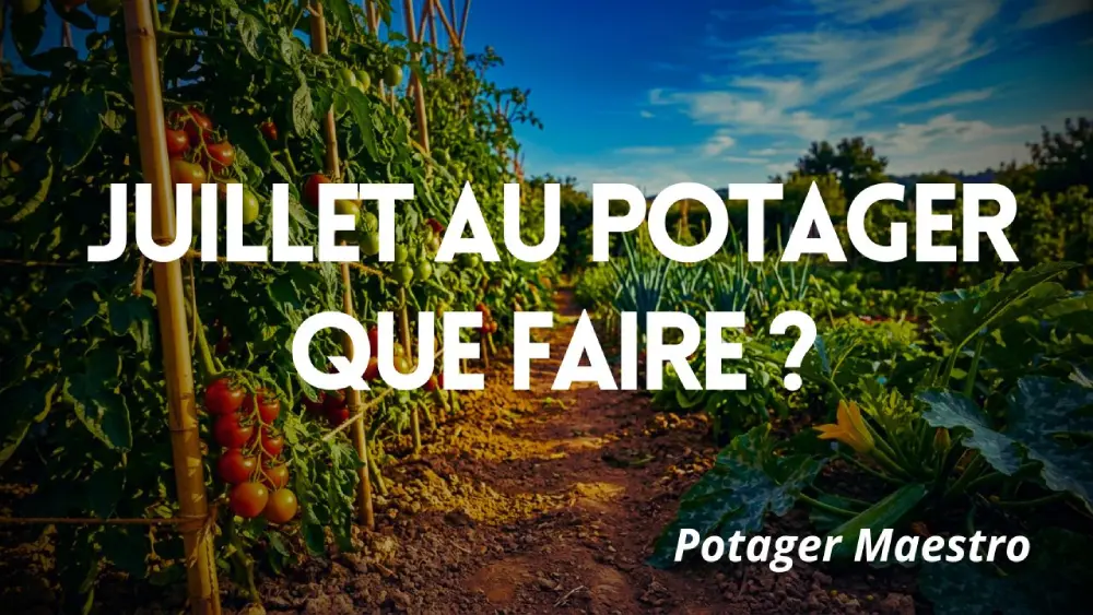 Travaux et cultures au potager en juillet : votre planning complet