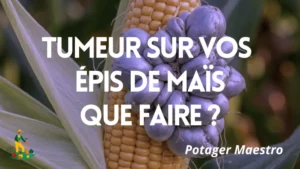 Grappe de galles de charbon commun qui remplace les grains et déforme un épi de maïs doux au potager.