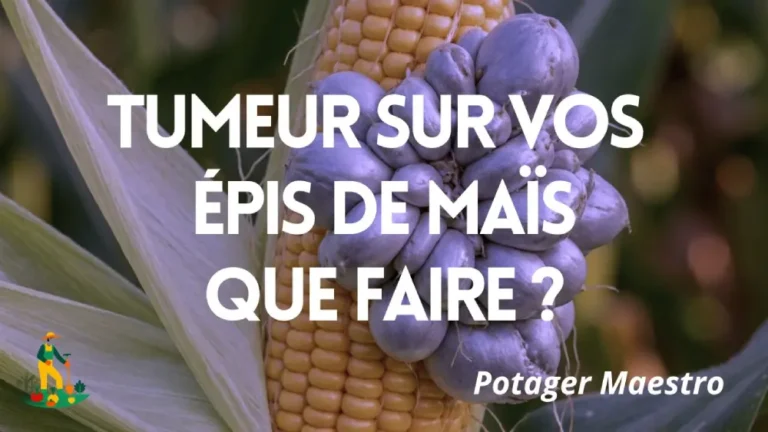 Grappe de galles de charbon commun qui remplace les grains et déforme un épi de maïs doux au potager.